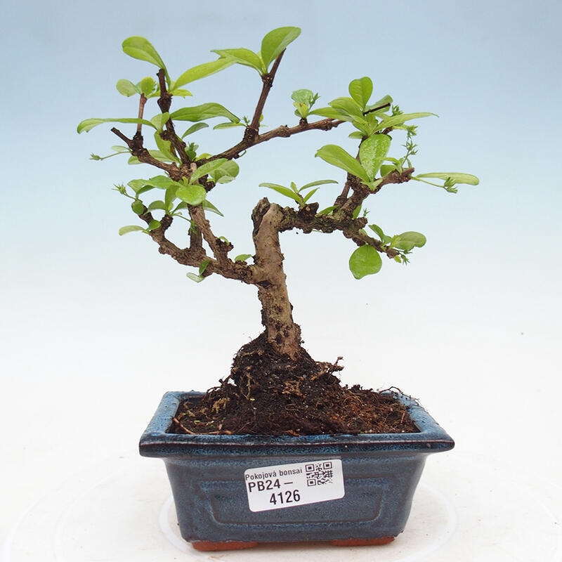 Pokojová bonsai - Carmona macrophylla - Čaj fuki