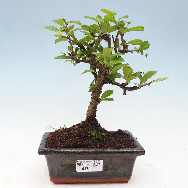 Pokojová bonsai - Carmona macrophylla - Čaj fuki