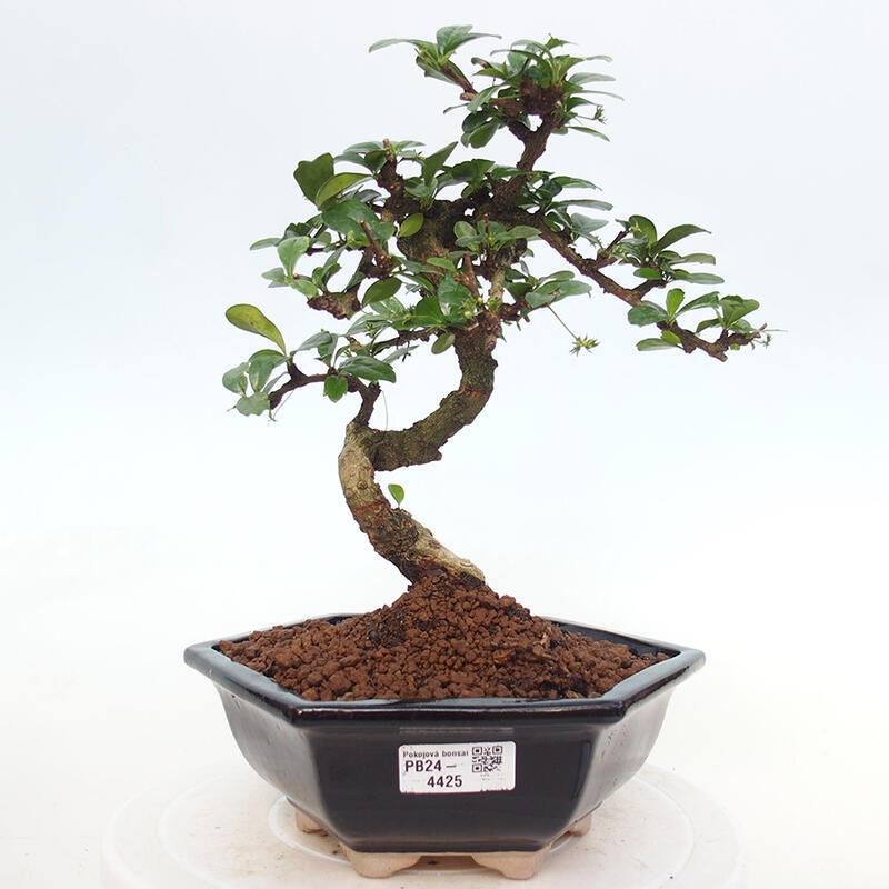 Pokojová bonsai - Carmona macrophylla - Čaj fuki