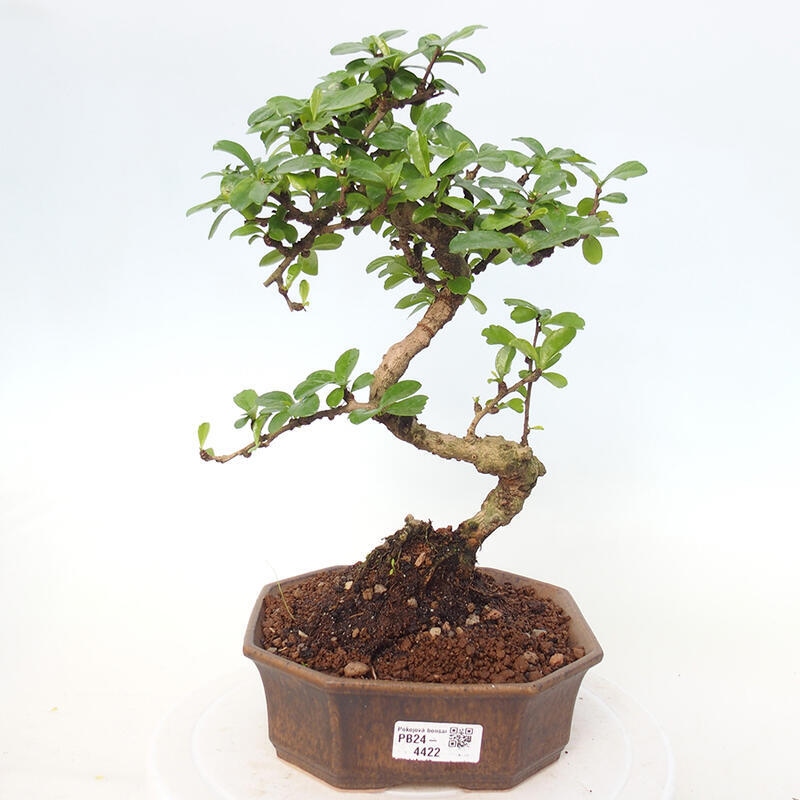 Pokojová bonsai - Carmona macrophylla - Čaj fuki