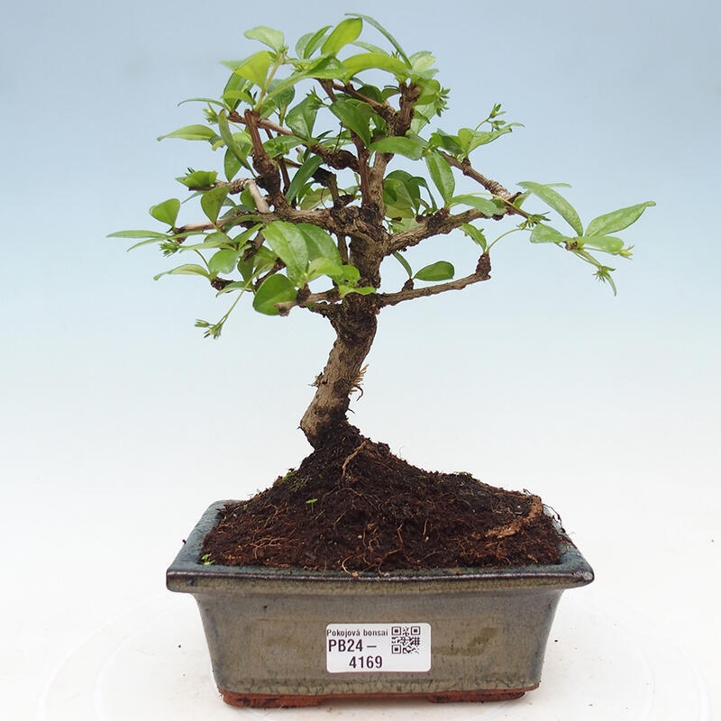 Pokojová bonsai - Carmona macrophylla - Čaj fuki