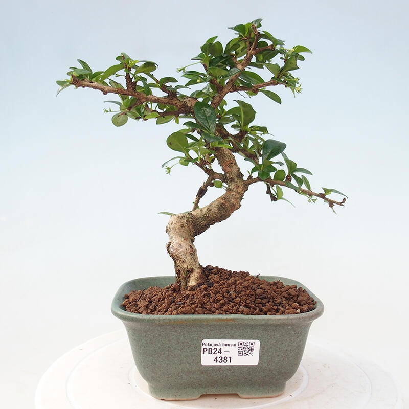 Pokojová bonsai - Carmona macrophylla - Čaj fuki