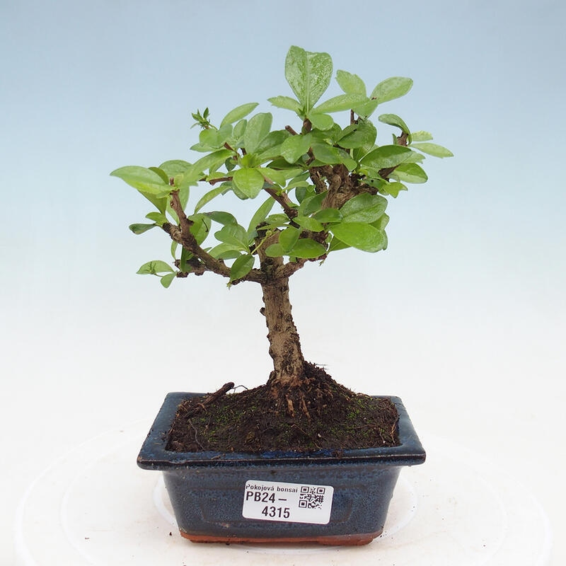 Pokojová bonsai - Carmona macrophylla - Čaj fuki