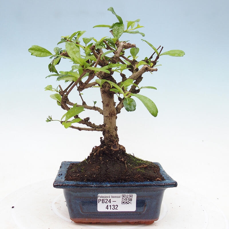 Pokojová bonsai - Carmona macrophylla - Čaj fuki