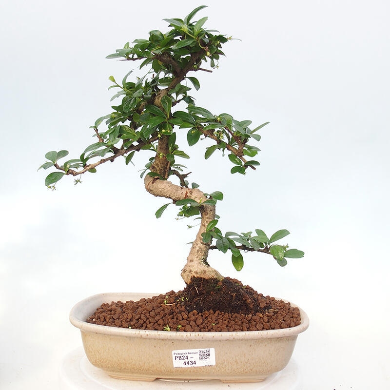 Pokojová bonsai - Carmona macrophylla - Čaj fuki