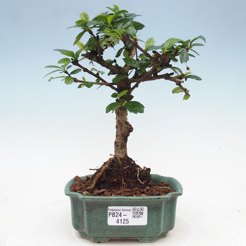 Pokojová bonsai - Carmona macrophylla - Čaj fuki