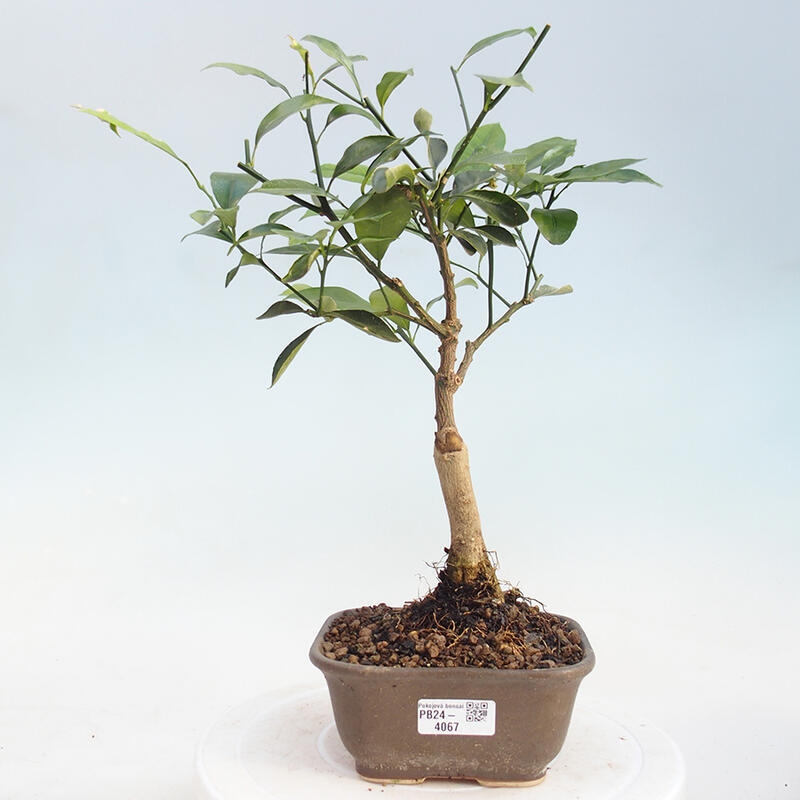 Pokojová bonsai - Citrus -Citrus