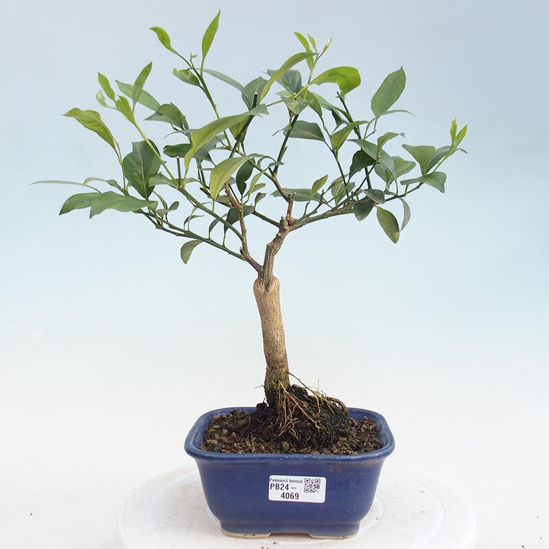 Pokojová bonsai - Citrus -Citrus