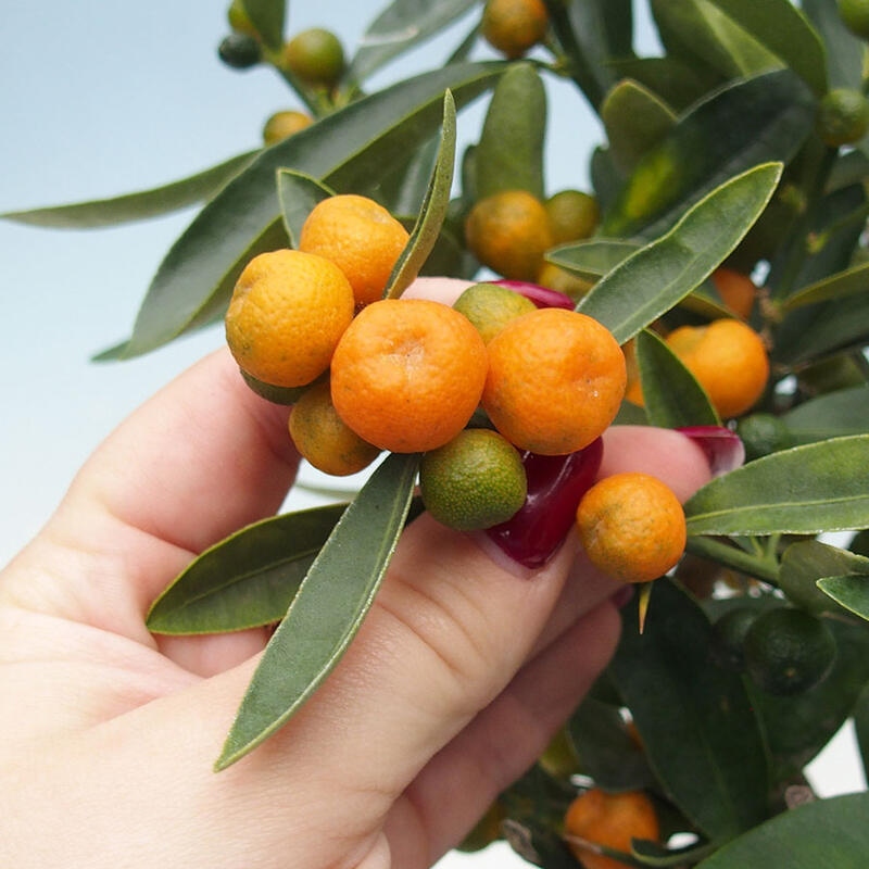 Pokojová bonsai - Citrus -Citrus