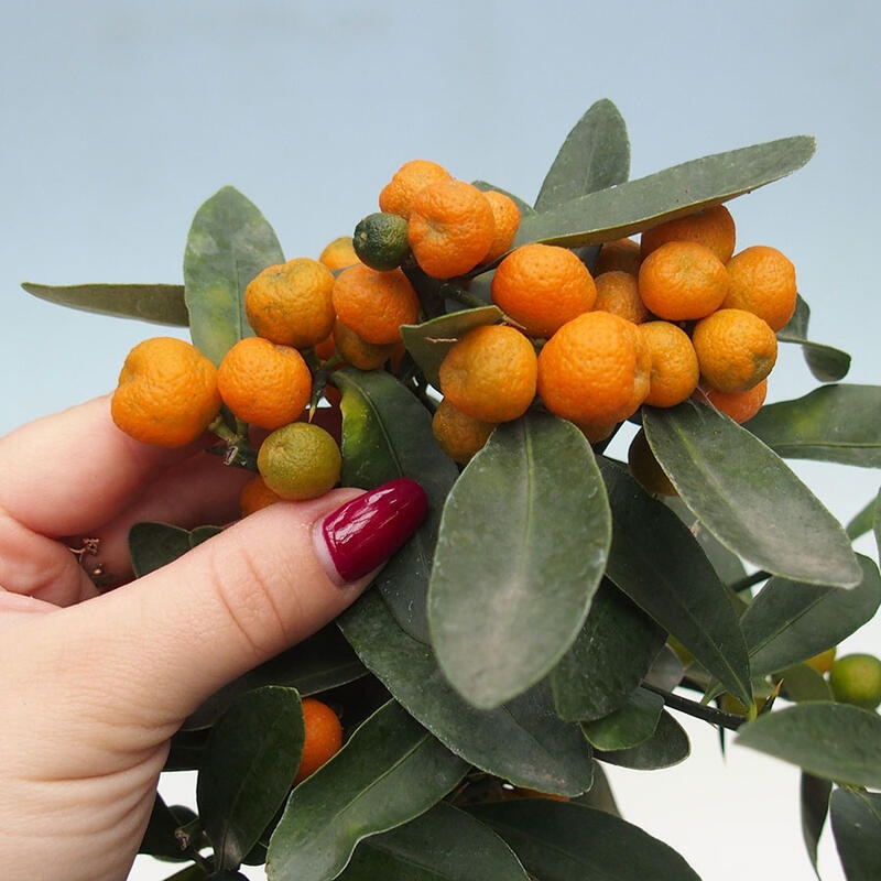 Pokojová bonsai - Citrus -Citrus