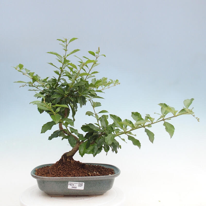 Pokojová bonsai - Duranta  repens -Duranta