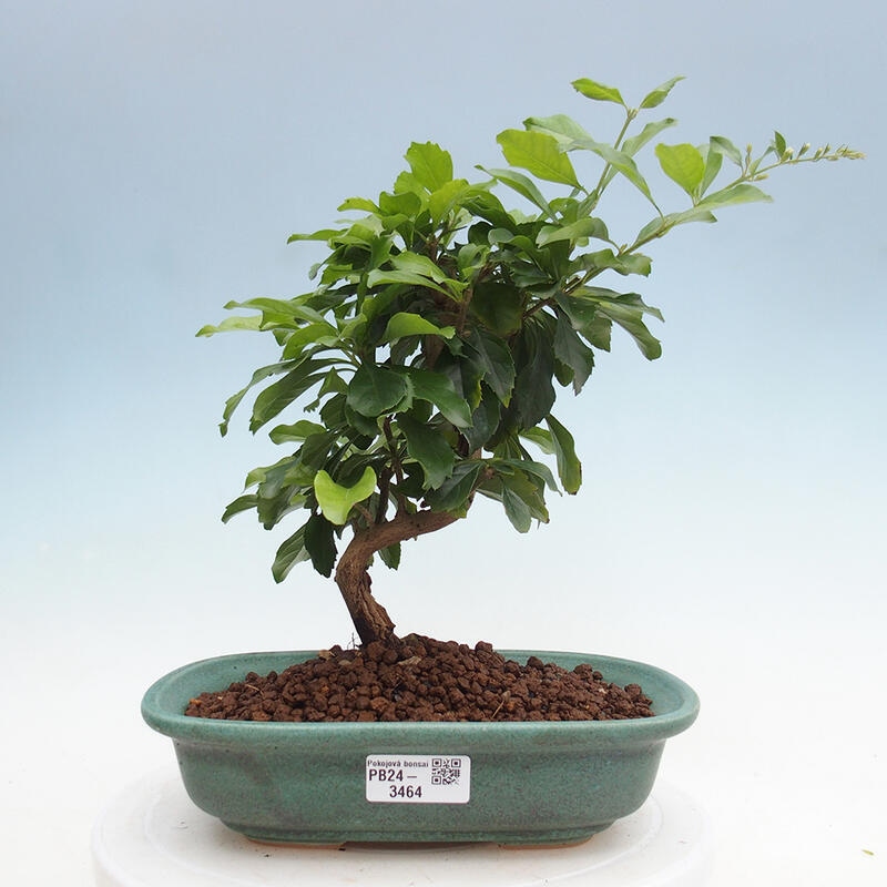 Pokojová bonsai - Duranta  repens -Duranta