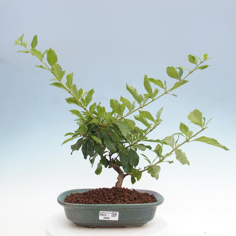 Pokojová bonsai - Duranta  repens -Duranta