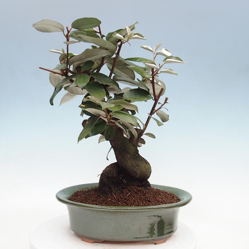 Pokojová bonsai -Eleagnus - Hlošina