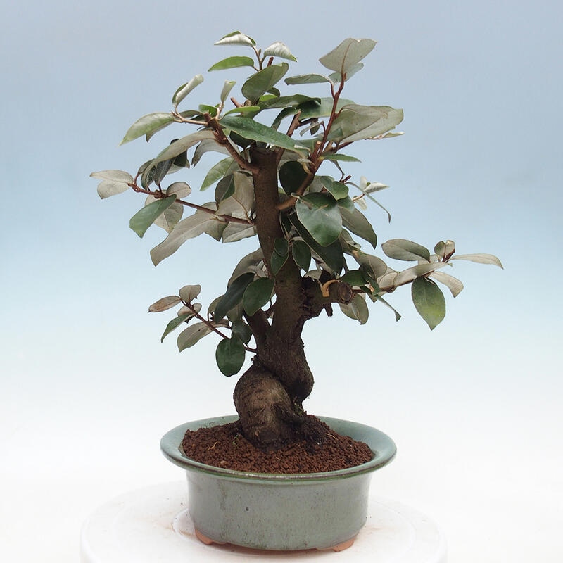 Pokojová bonsai -Eleagnus - Hlošina