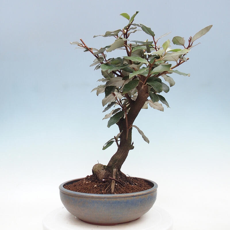 Pokojová bonsai -Eleagnus - Hlošina