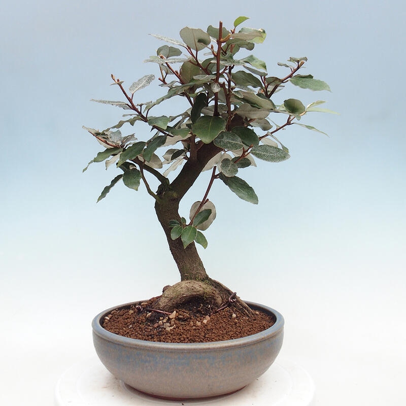 Pokojová bonsai -Eleagnus - Hlošina