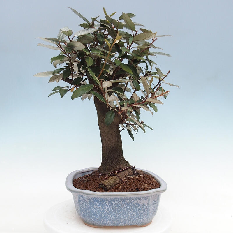 Pokojová bonsai -Eleagnus - Hlošina