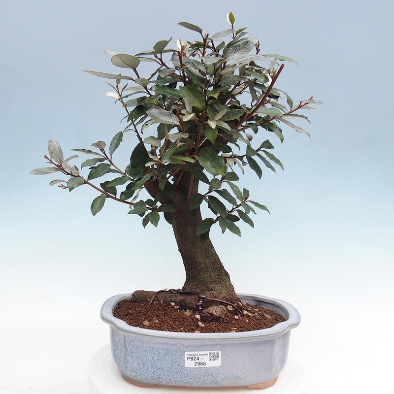 Pokojová bonsai -Eleagnus - Hlošina