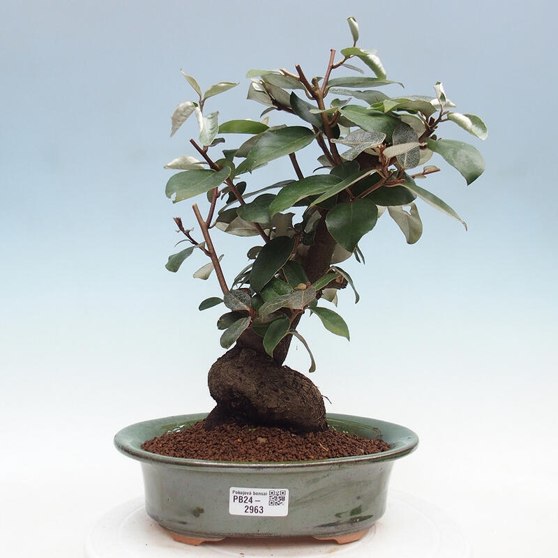 Pokojová bonsai -Eleagnus - Hlošina