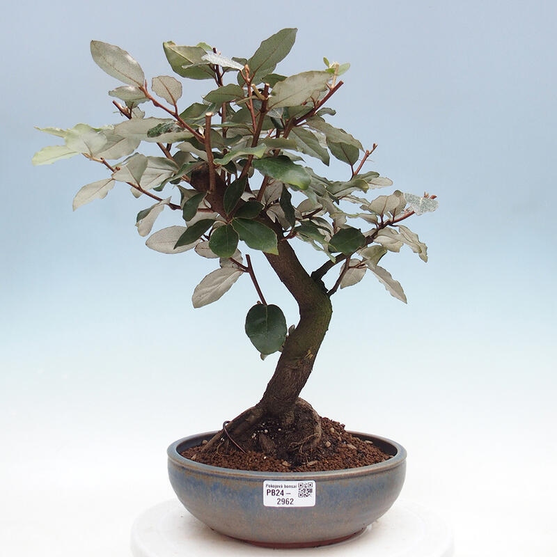 Pokojová bonsai -Eleagnus - Hlošina