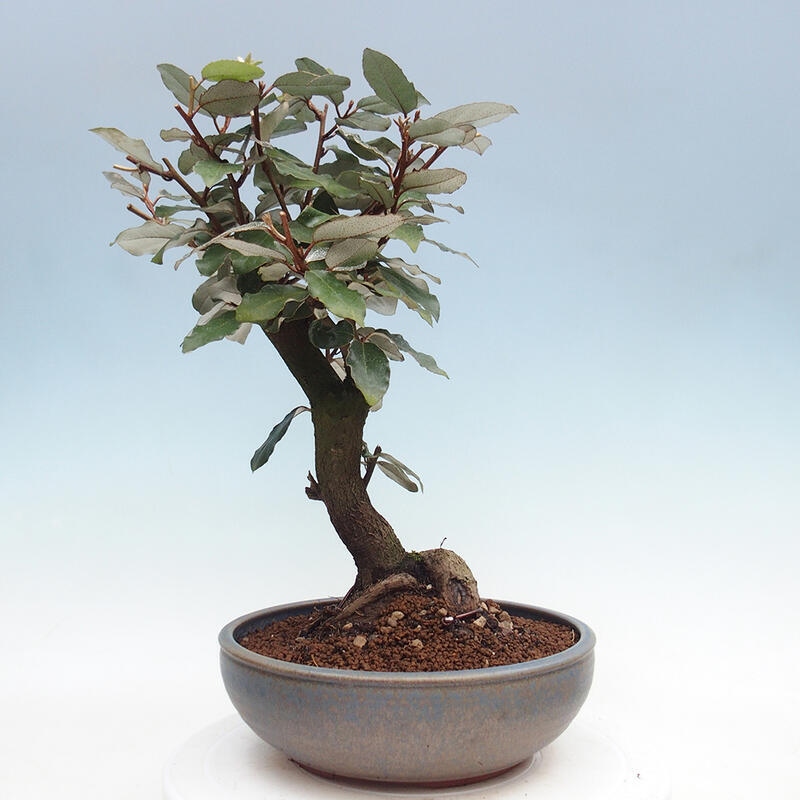 Pokojová bonsai -Eleagnus - Hlošina