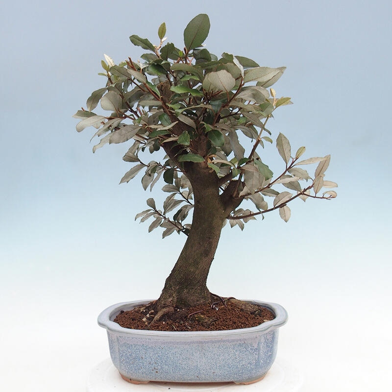 Pokojová bonsai -Eleagnus - Hlošina