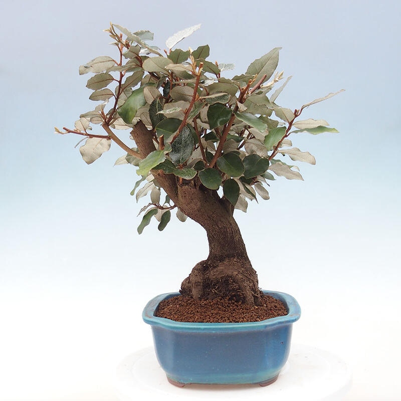 Pokojová bonsai -Eleagnus - Hlošina