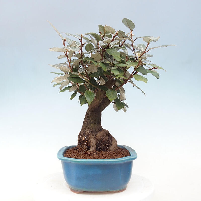 Pokojová bonsai -Eleagnus - Hlošina