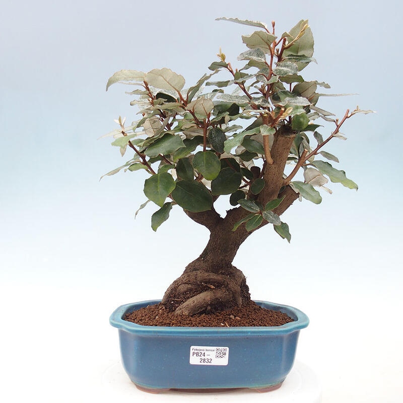 Pokojová bonsai -Eleagnus - Hlošina