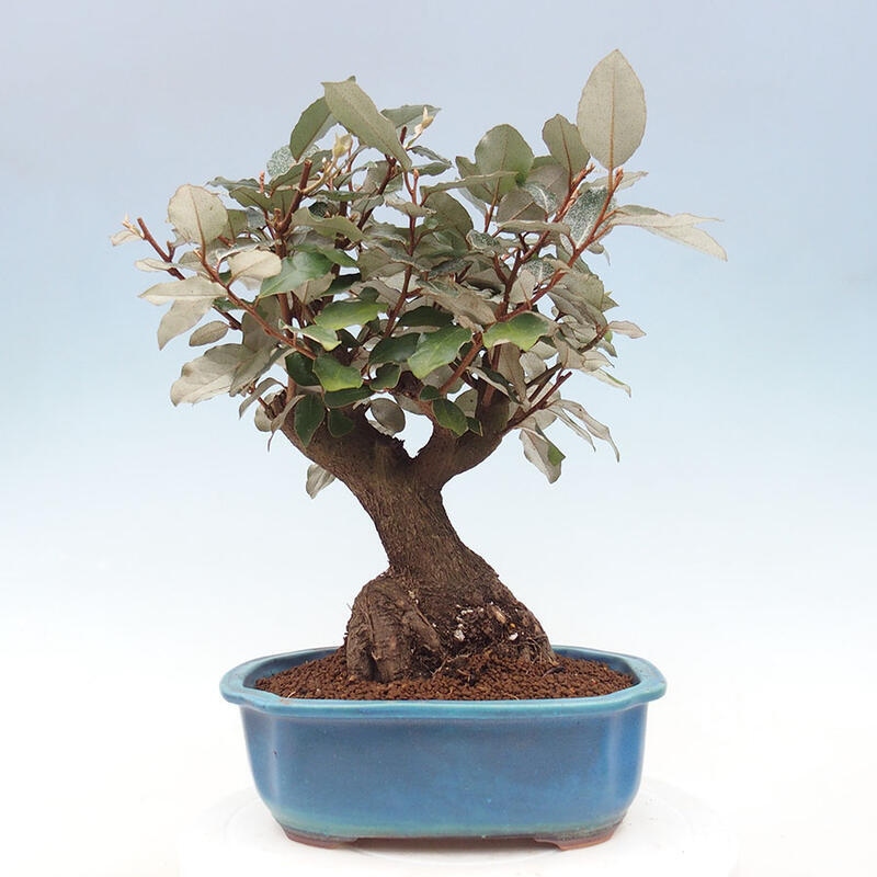 Pokojová bonsai -Eleagnus - Hlošina