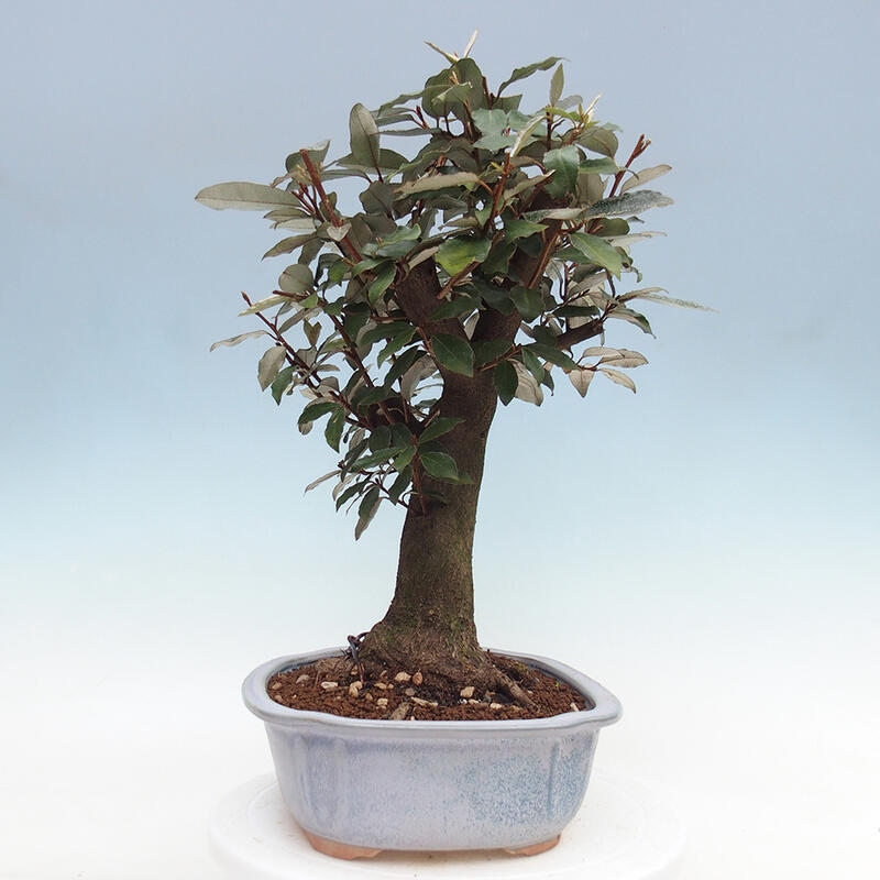 Pokojová bonsai -Eleagnus - Hlošina