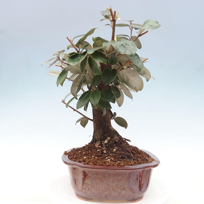 Pokojová bonsai -Eleagnus - Hlošina