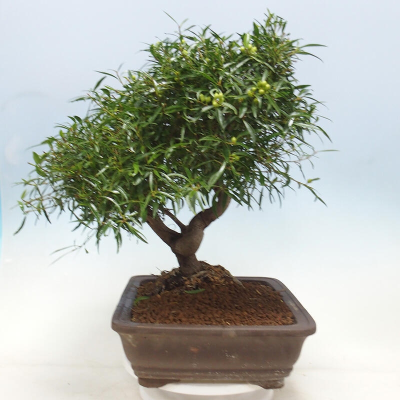 Pokojová bonsai - Ficus nerifolia -  malolistý fíkus