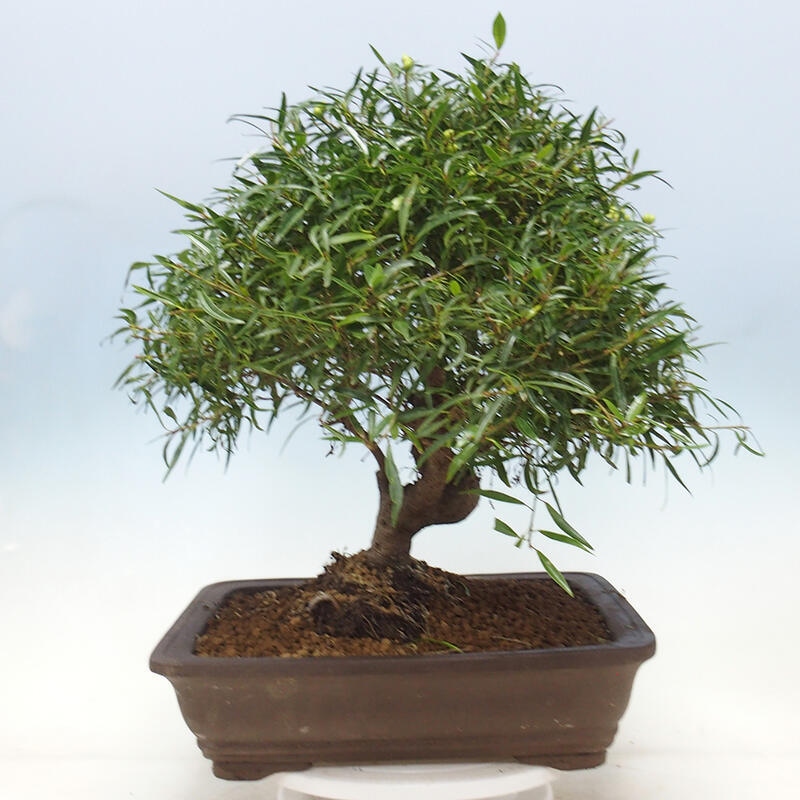 Pokojová bonsai - Ficus nerifolia -  malolistý fíkus