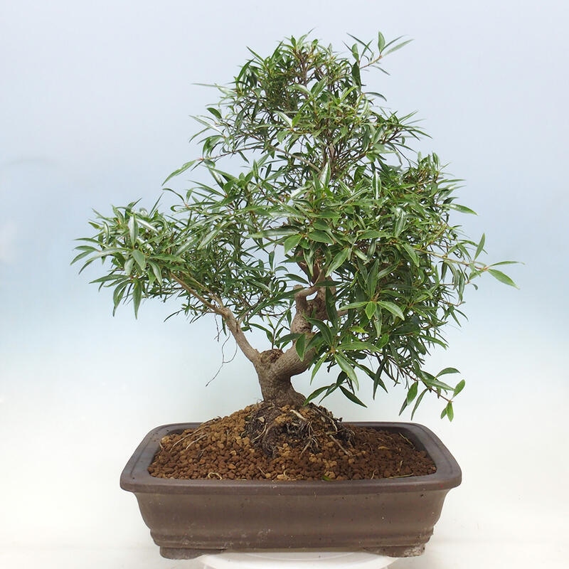 Pokojová bonsai - Ficus nerifolia -  malolistý fíkus