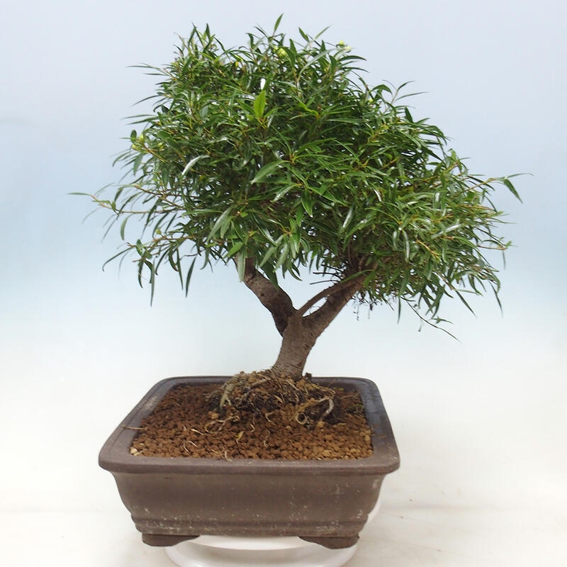 Pokojová bonsai - Ficus nerifolia -  malolistý fíkus