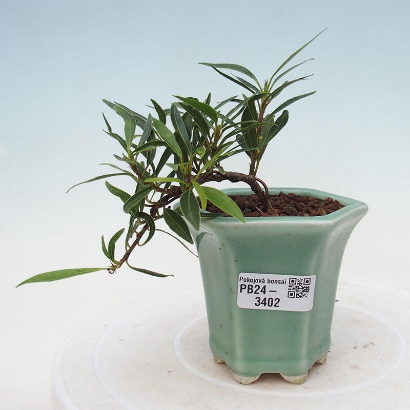 Pokojová bonsai - Ficus nerifolia -  malolistý fíkus