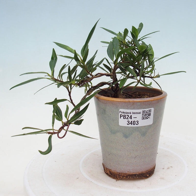 Pokojová bonsai - Ficus nerifolia -  malolistý fíkus