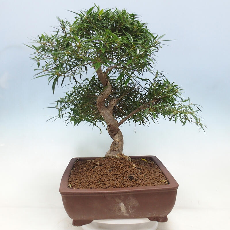 Pokojová bonsai - Ficus nerifolia -  malolistý fíkus