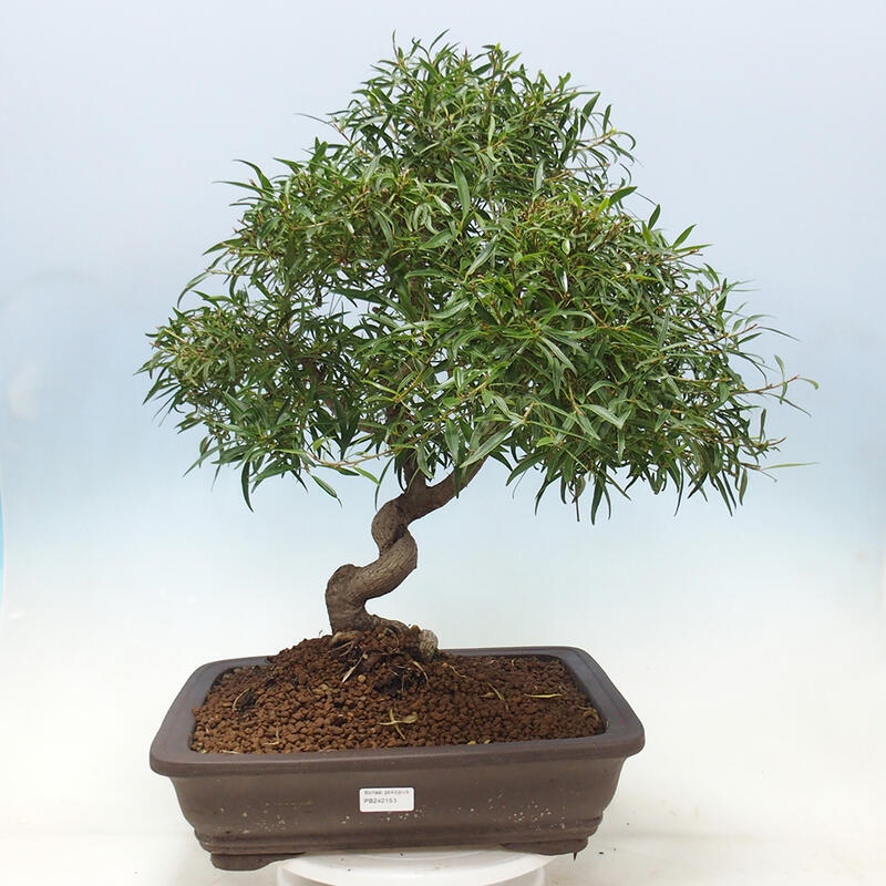 Pokojová bonsai - Ficus nerifolia -  malolistý fíkus