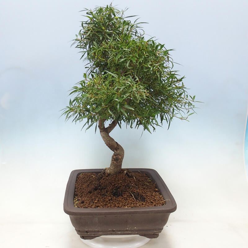 Pokojová bonsai - Ficus nerifolia -  malolistý fíkus