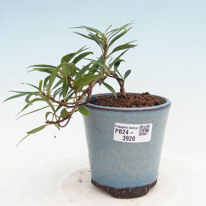 Pokojová bonsai - Ficus nerifolia -  malolistý fíkus