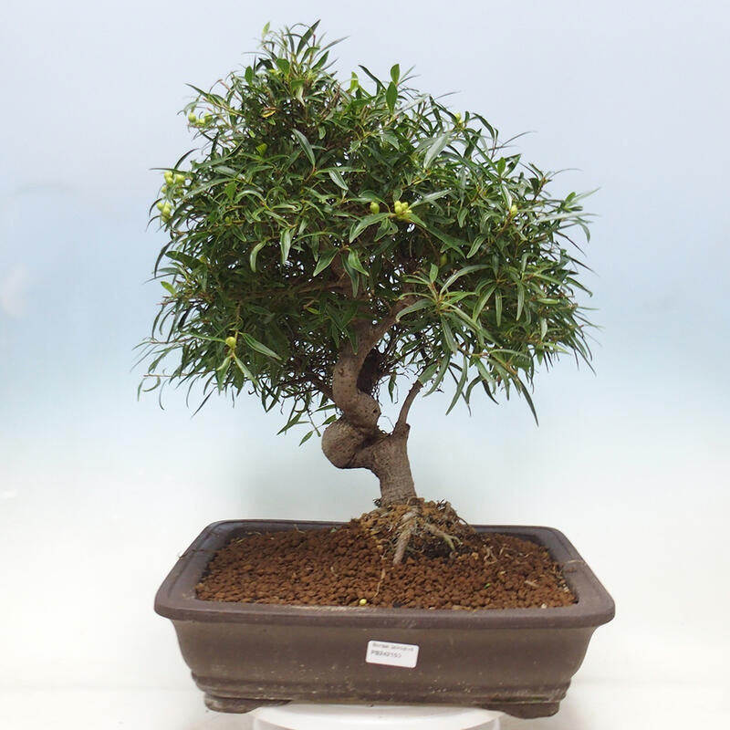 Pokojová bonsai - Ficus nerifolia -  malolistý fíkus