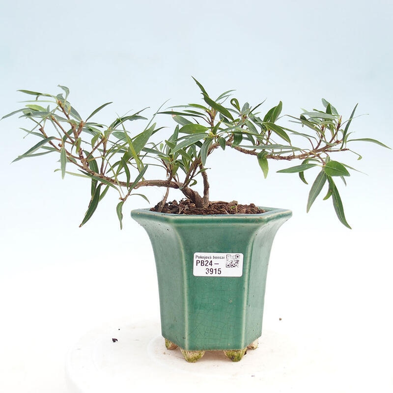 Pokojová bonsai - Ficus nerifolia -  malolistý fíkus