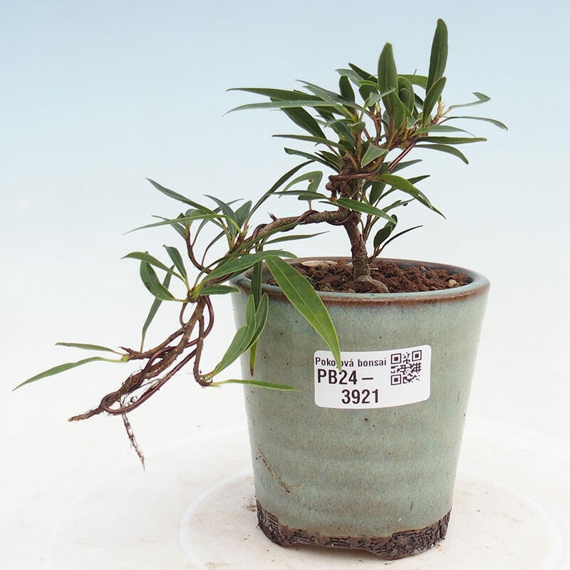 Pokojová bonsai - Ficus nerifolia -  malolistý fíkus