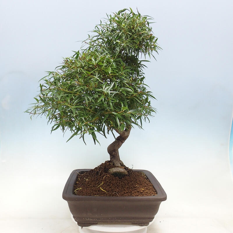 Pokojová bonsai - Ficus nerifolia -  malolistý fíkus