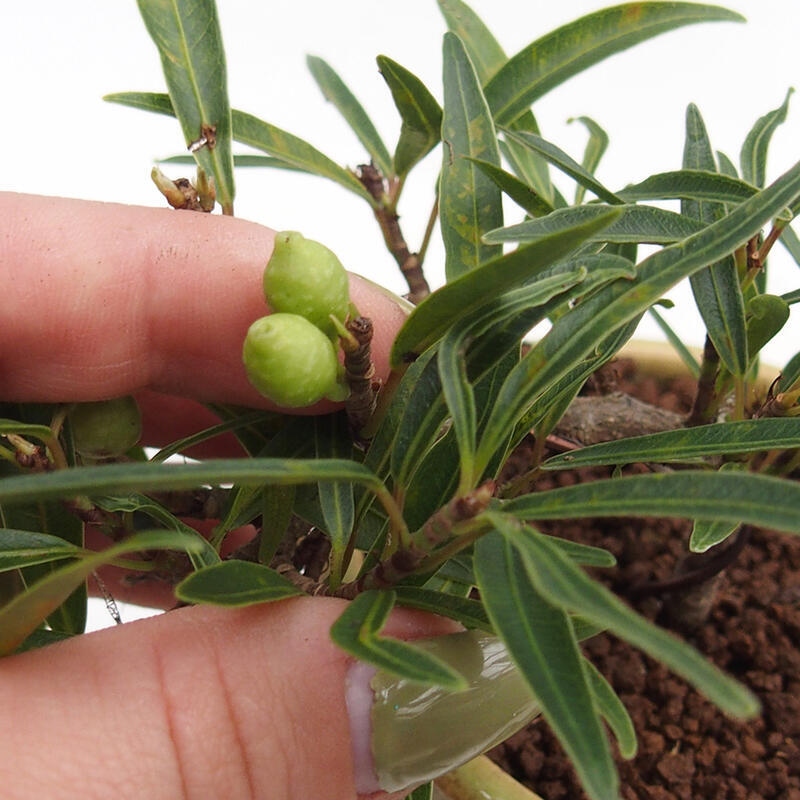 Pokojová bonsai - Ficus nerifolia -  malolistý fíkus