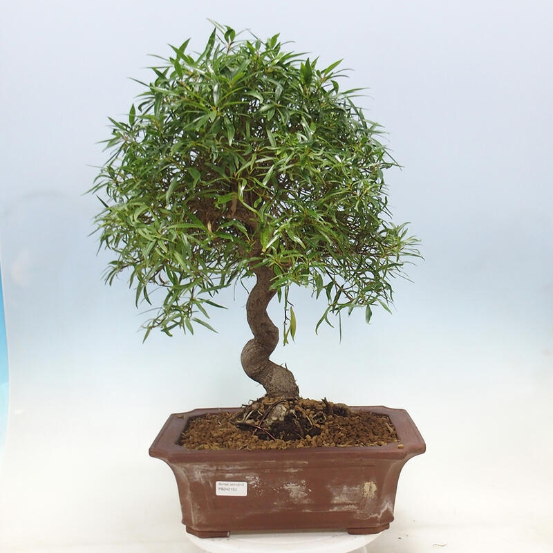 Pokojová bonsai - Ficus nerifolia -  malolistý fíkus