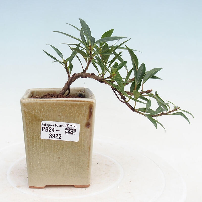 Pokojová bonsai - Ficus nerifolia -  malolistý fíkus